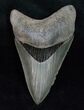 Razor Sharp Lower Megalodon Tooth #12001-1